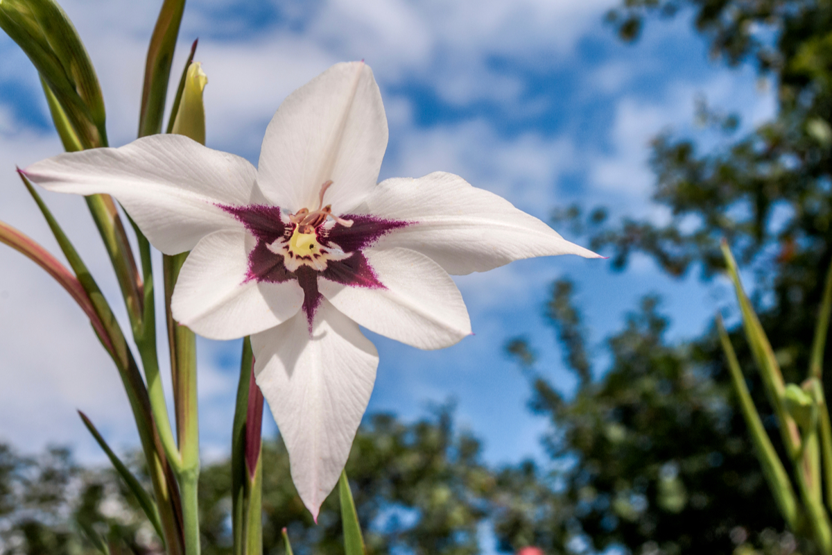 comment prendre soin de ce beau bulbe à fleurs blanches
