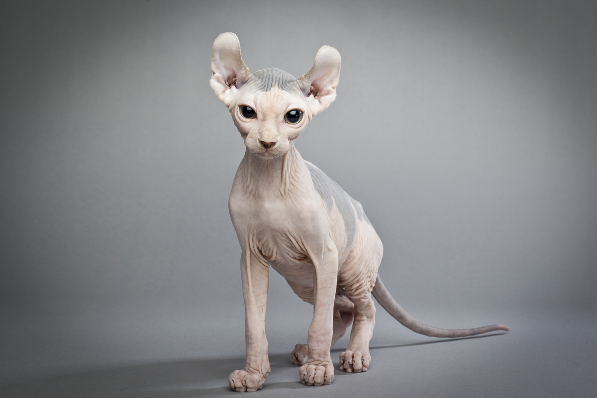 Chat elfe la nouvelle race hybride sans poils