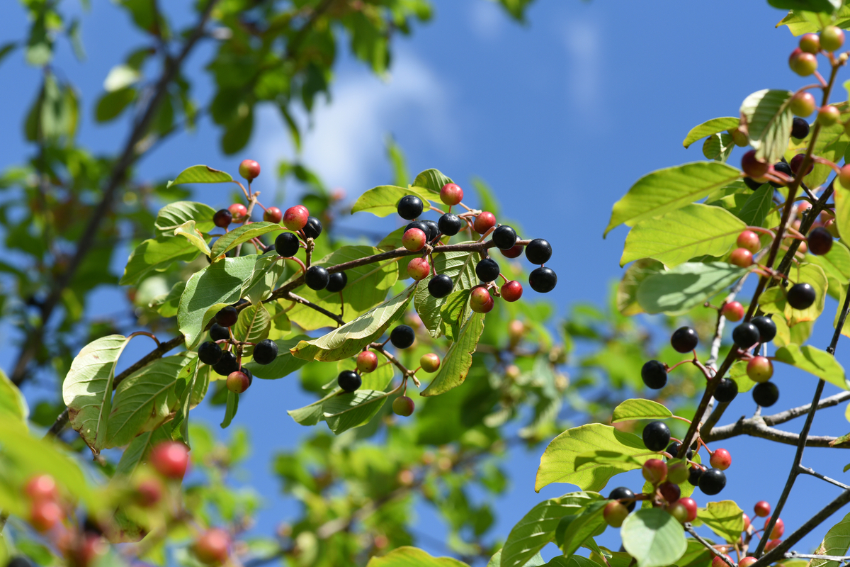 propriétés et utilisations de cette plante laxative