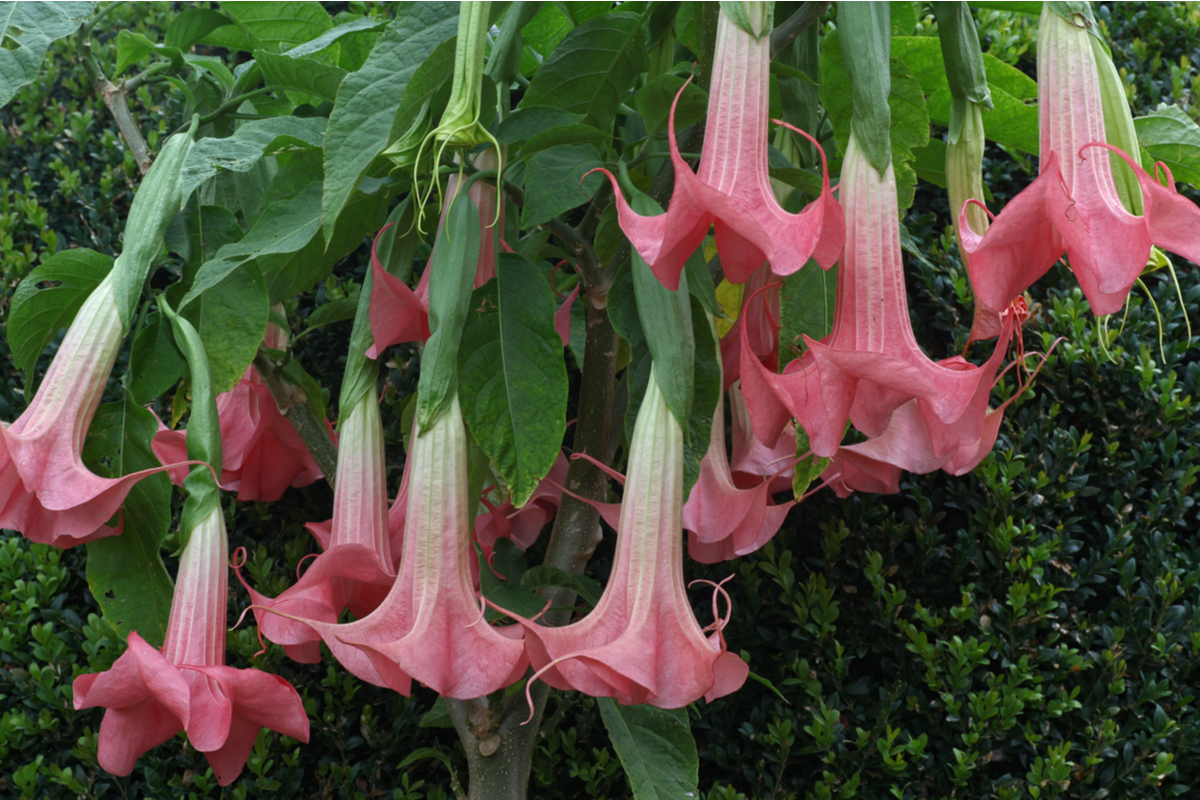 Lire la suite à propos de l’article soins, culture et variété de cette plante tropicale