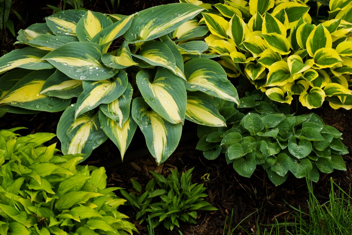 une sorte de plantes vivaces à cultiver en pot ou dans le jardin