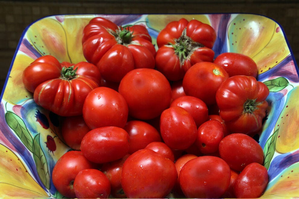 Tomates du jardin bio