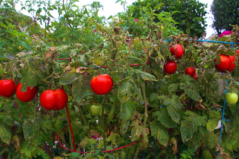 Tomates sur vigne