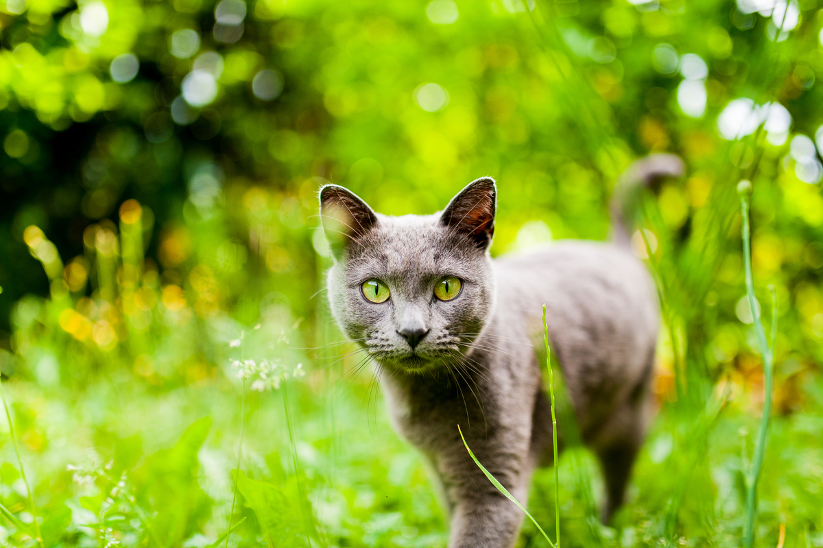 Lire la suite à propos de l’article caractère, éducation et apparence de ce chat