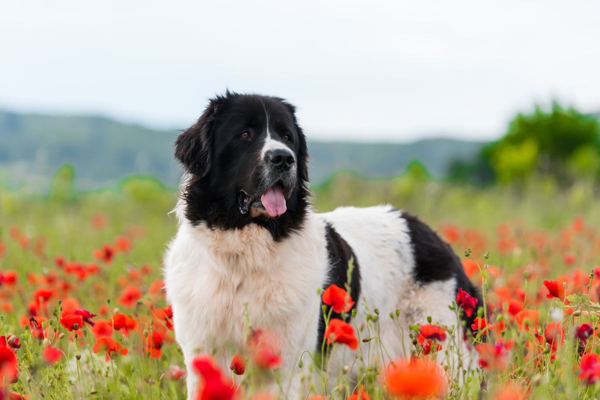 Lire la suite à propos de l’article caractéristiques et éducation de ce gros chien