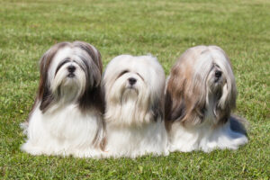 tempérament, apparence et soins de ce petit chien