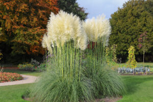 une plante unique pour ses fleurs de panache