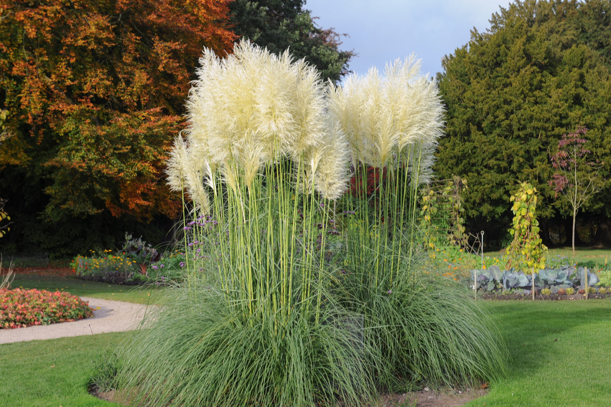 une plante unique pour ses fleurs de panache