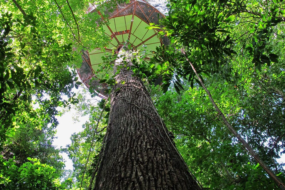Campez au-dessus des arbres à Nature Observatorio