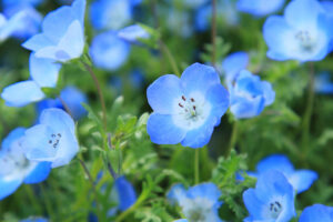 Fleurs bleues, belles et différentes, découvrons les variétés les plus courantes