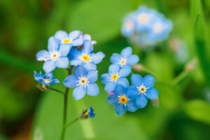 culture et soins de Myosotis