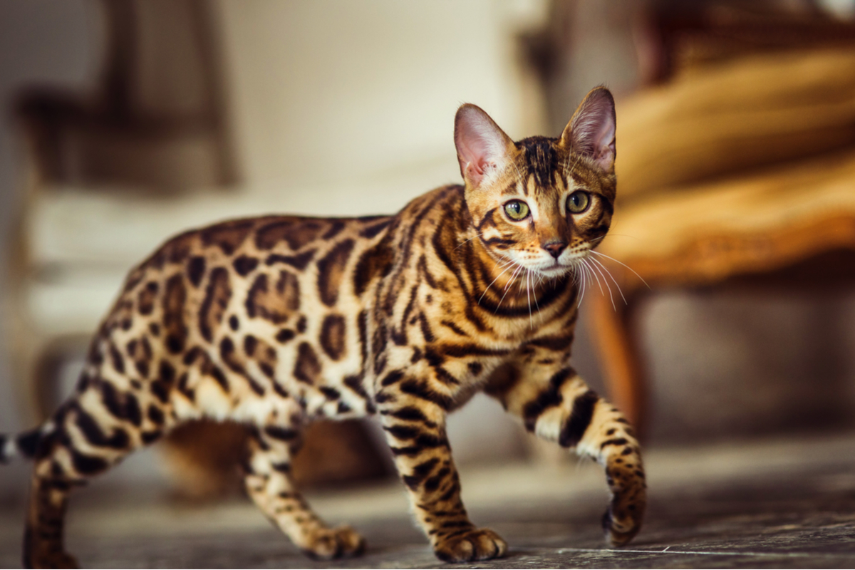 Chat du Bengale: traits distinctifs et apparence
