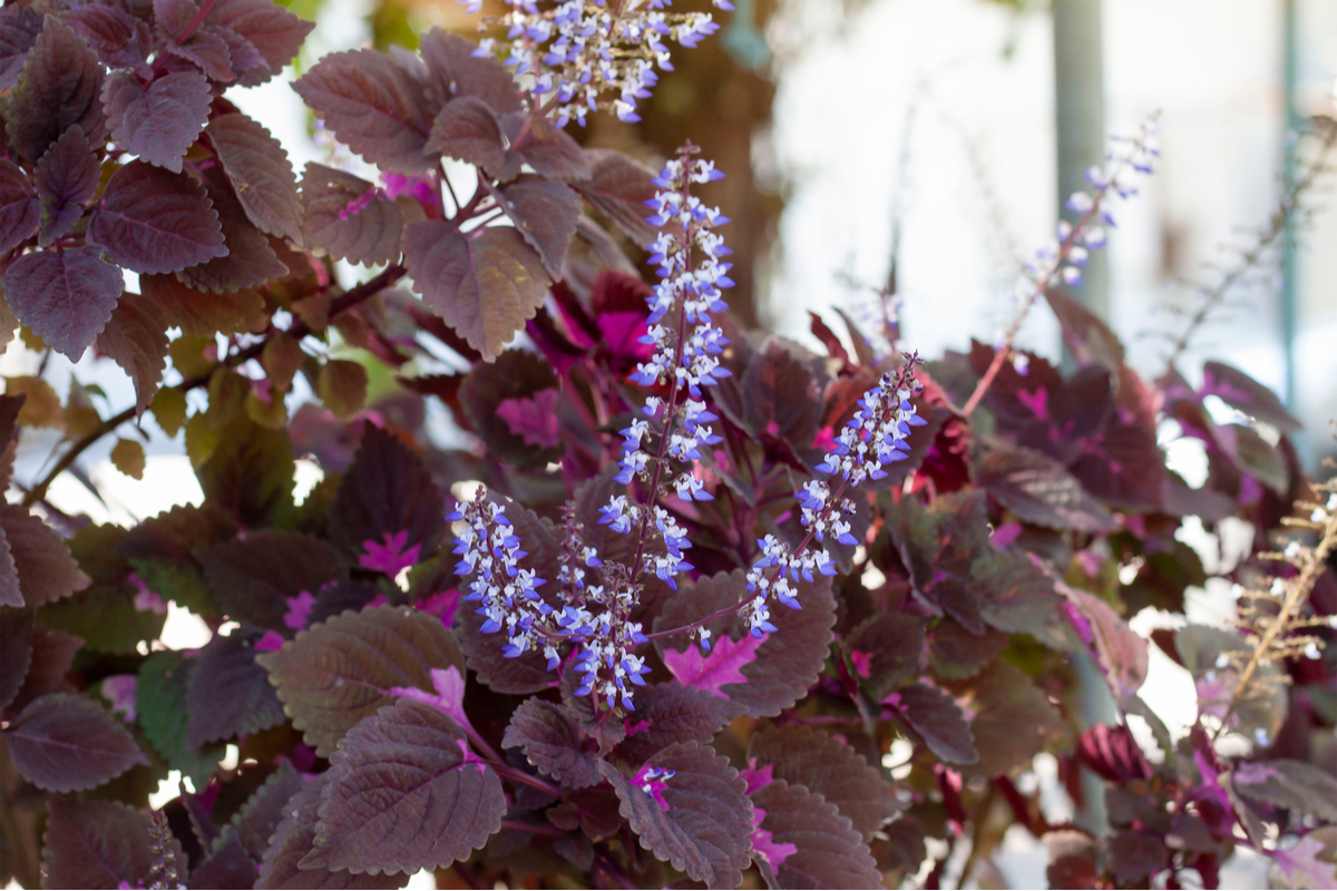 Coleus forskohlii l'une des herbes ayurvédiques les plus connues