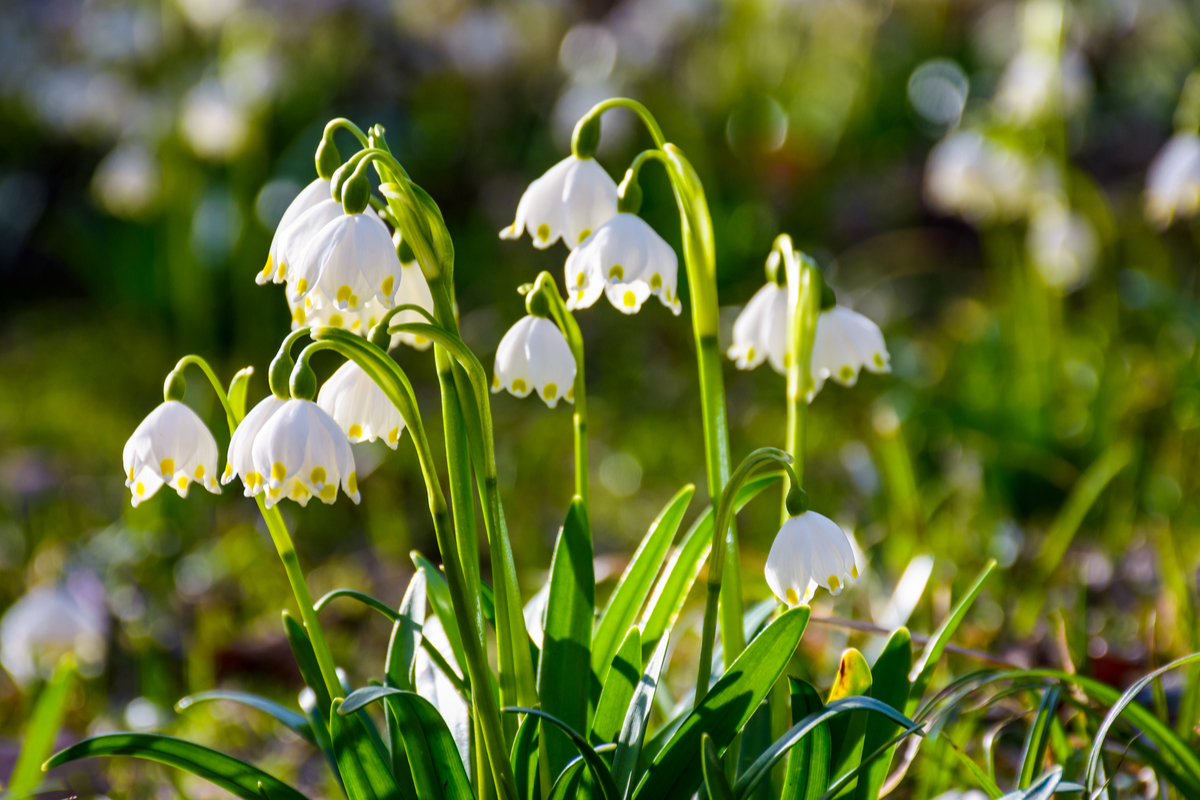 Leucojum vernum ou Campanella Bianca : une fleur à connaître