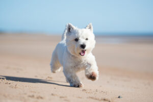 West Highland White Terrier: caractéristiques, éducation et soins