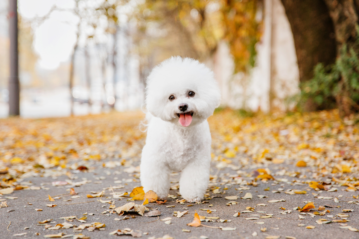 Lire la suite à propos de l’article Bichon frisé apparence, soins, éducation et caractère
