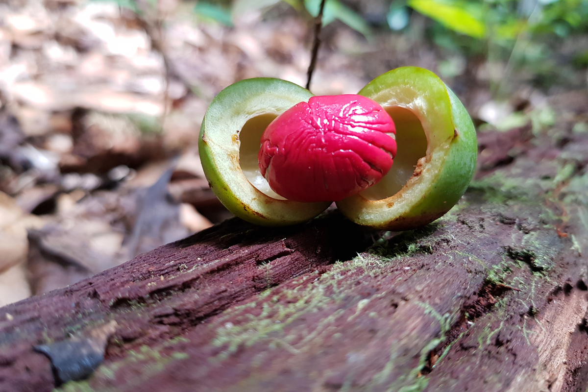 une plante amazonienne aux propriétés uniques