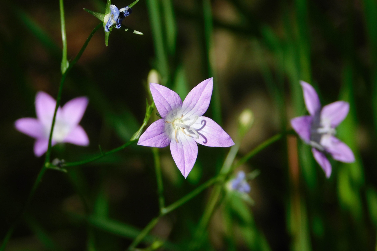 You are currently viewing propriétés et utilisations de Campanula rapunculus
