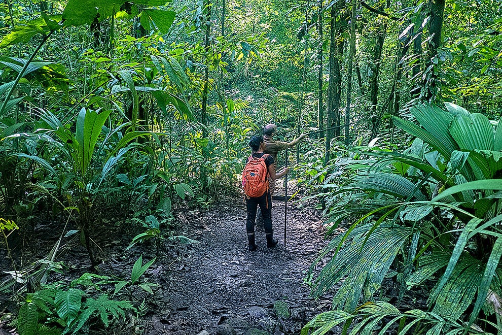 Visite de la forêt tropicale de croissance primaire