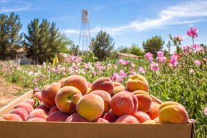 Schnepf Farms