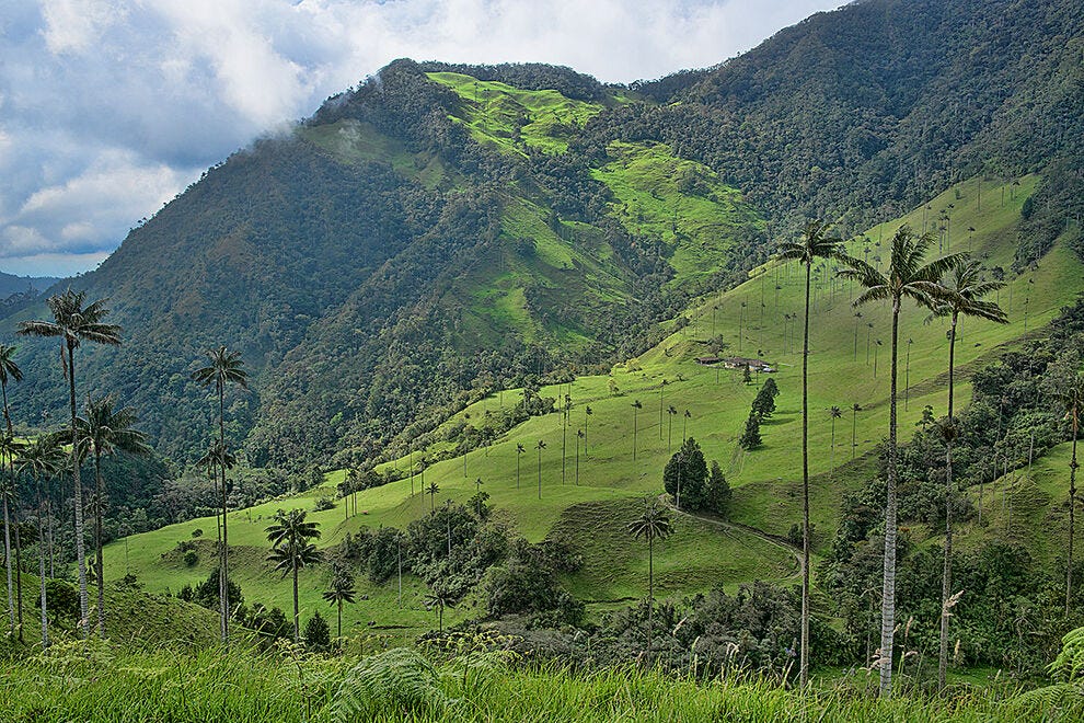 La vallée verdoyante de Cocora