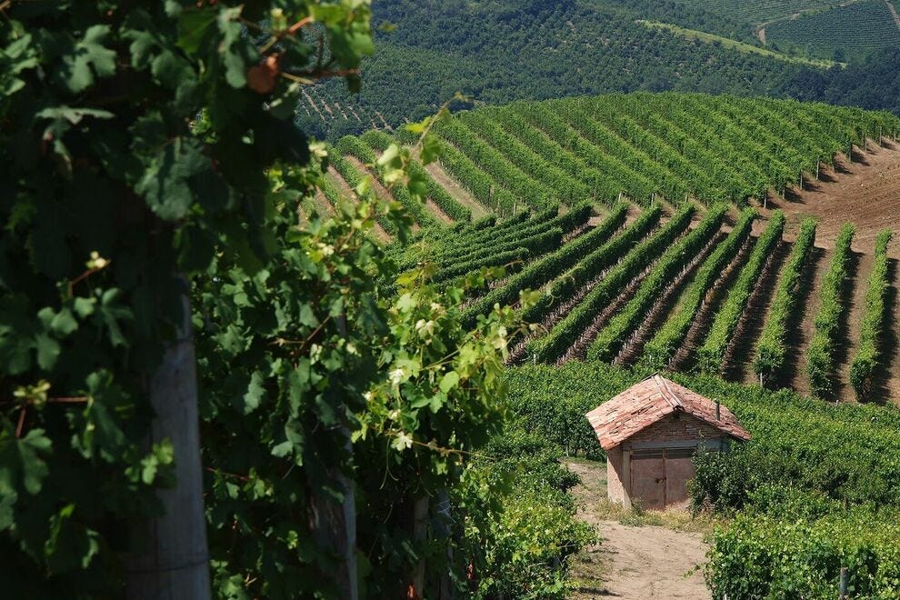 Les collines et les vignes de la Barbera d'Asti DOCG