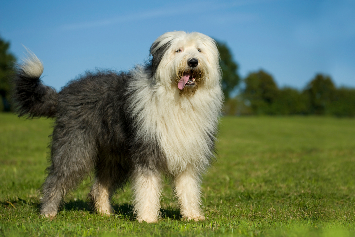 Lire la suite à propos de l’article Caractère Bobtail, élevage et prix de ce chien docile et intelligent