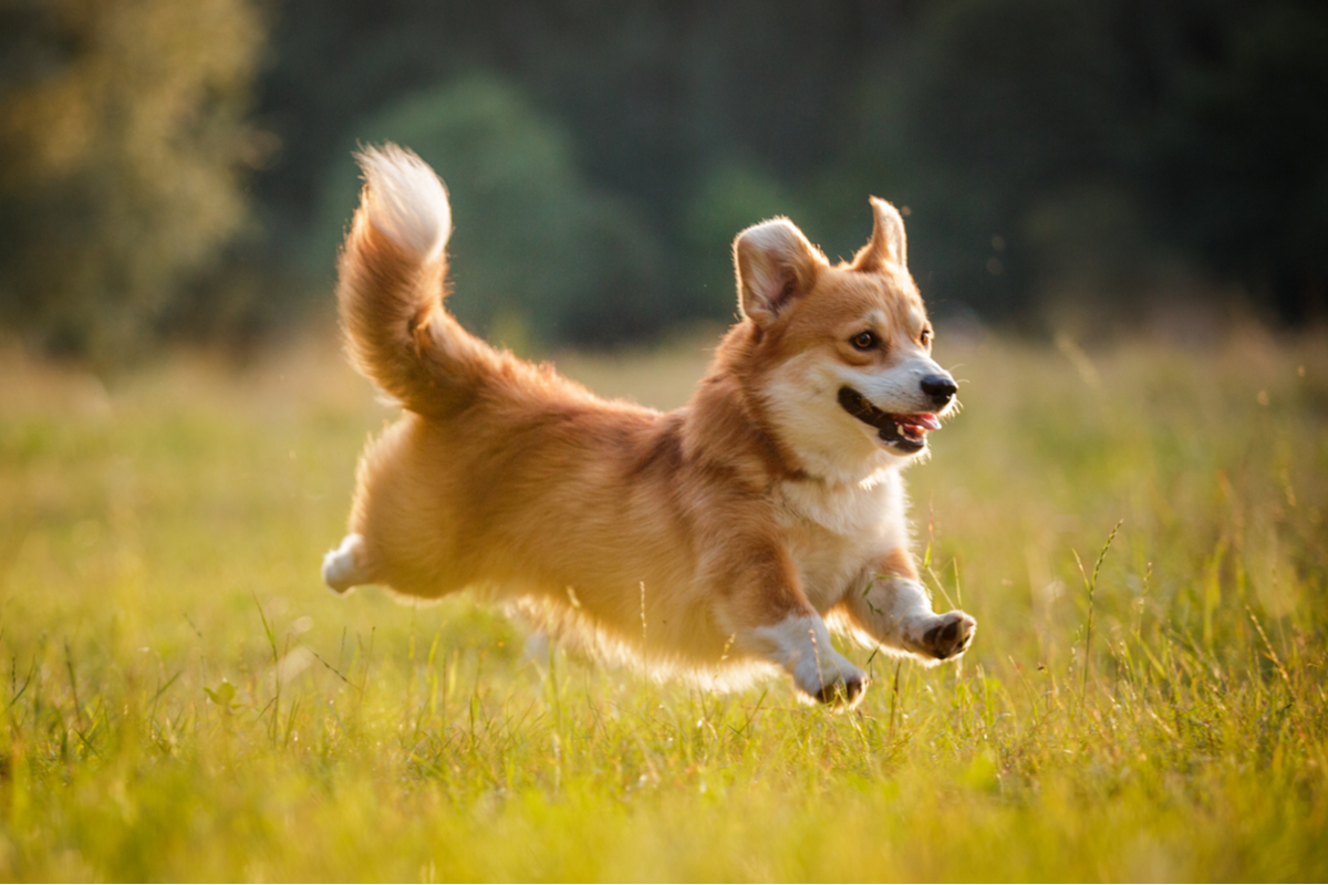 Pembroke Welsh Corgi, chien de la reine Elizabeth