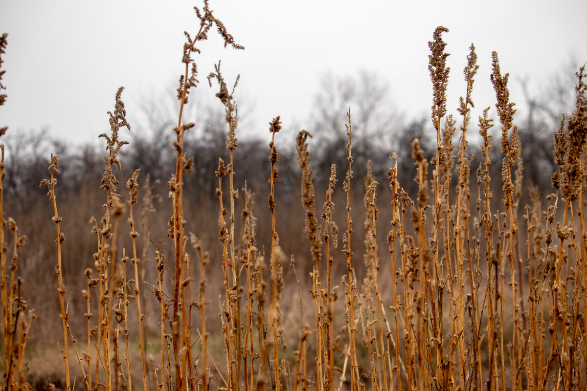 la mauvaise herbe à l'origine du célèbre dicton
