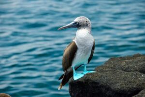 A lone blue-footed booby stands on shore in the Galapagos