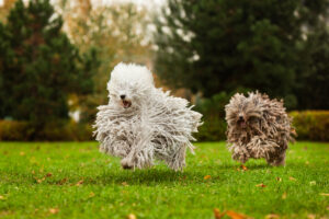 Puli, un chien de berger hongrois avec un pelage distinctif