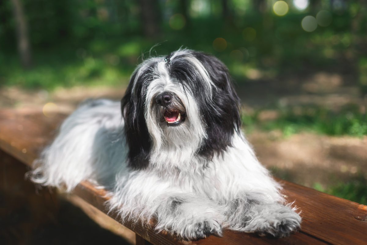 Lire la suite à propos de l’article caractère, nutrition, chiots et élevage