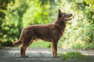 le chien de berger qui vient d'Australie