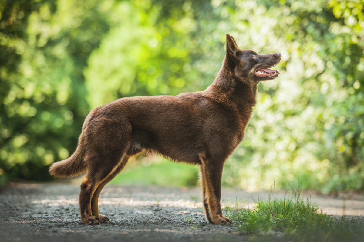 Lire la suite à propos de l’article le chien de berger qui vient d&rsquo;Australie