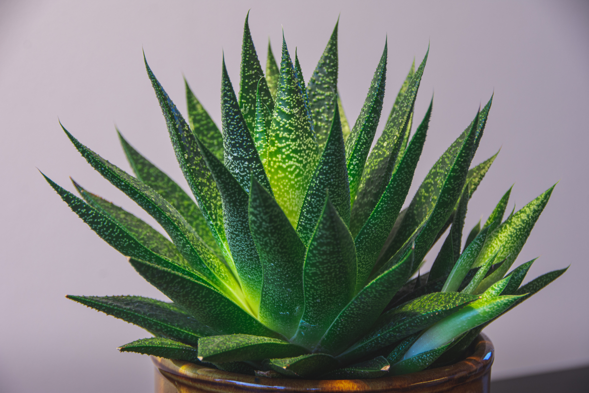 Gasteria, l'une des succulentes à conserver à l'abri du soleil direct