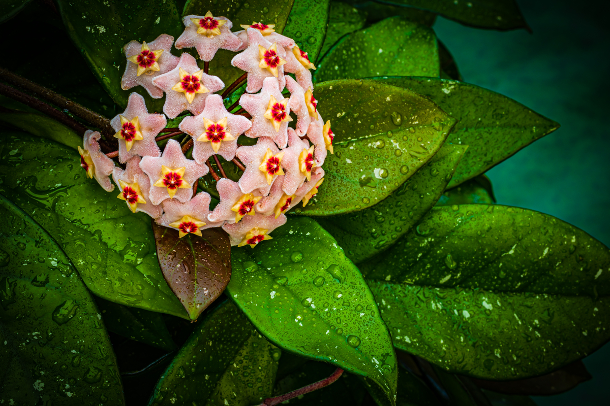 Hoya, voici comment prendre soin de cette fleur parapluie brillante et charnue