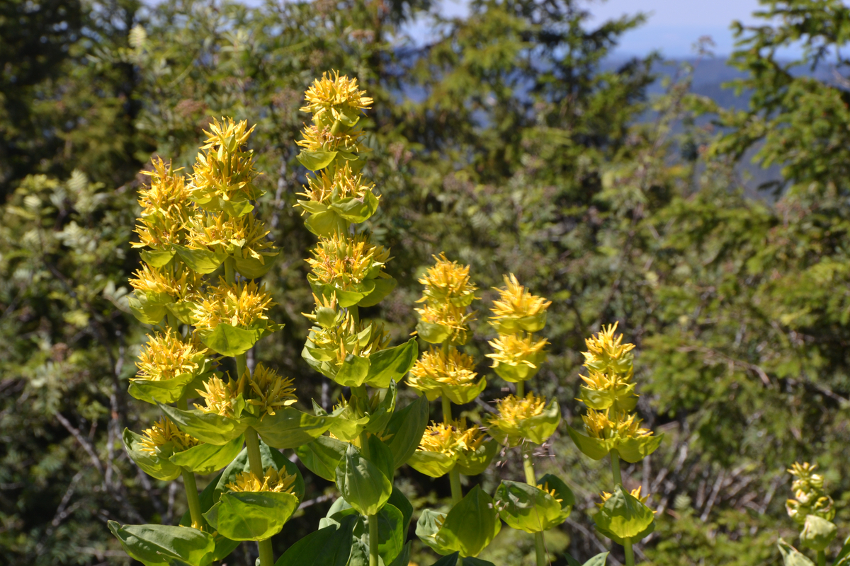 Lire la suite à propos de l’article bienfaits et propriétés de cette plante herbacée vivace