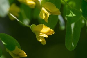 plante, fleurs, culture, propriétés et usages