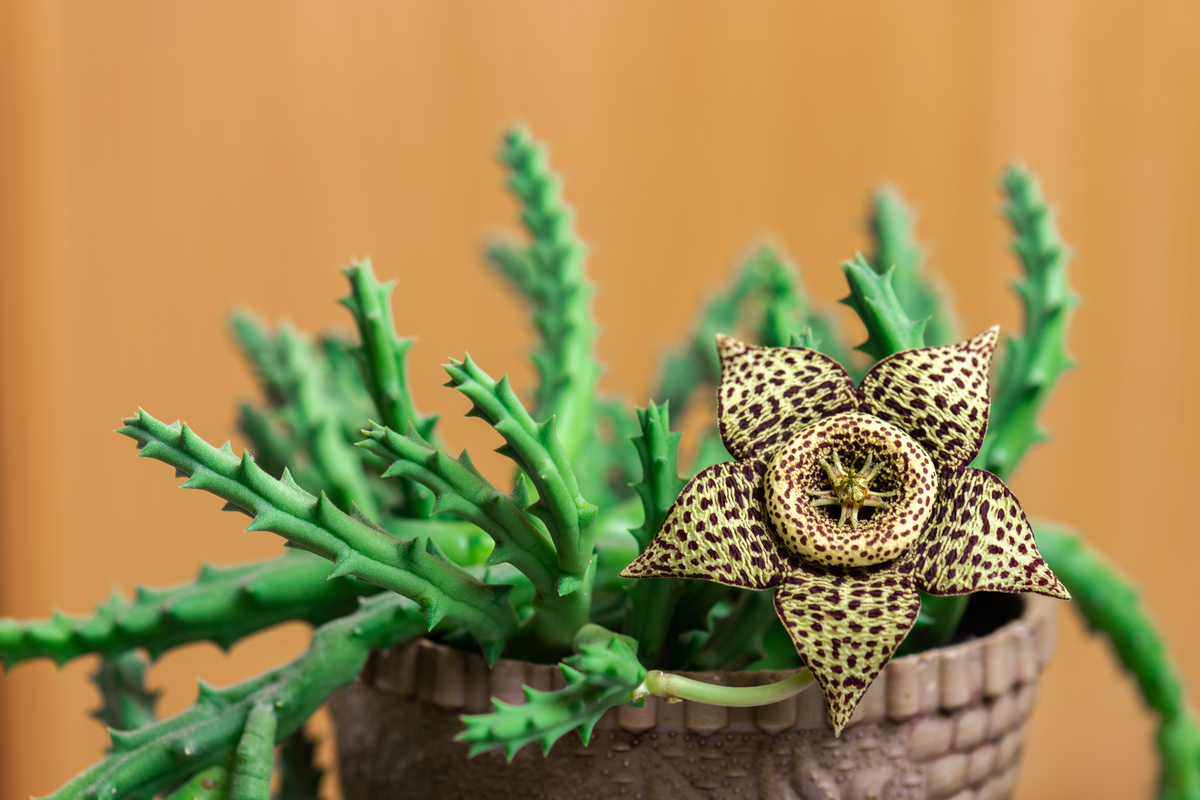 soin et culture de la plante grasse à fleurs étoilées