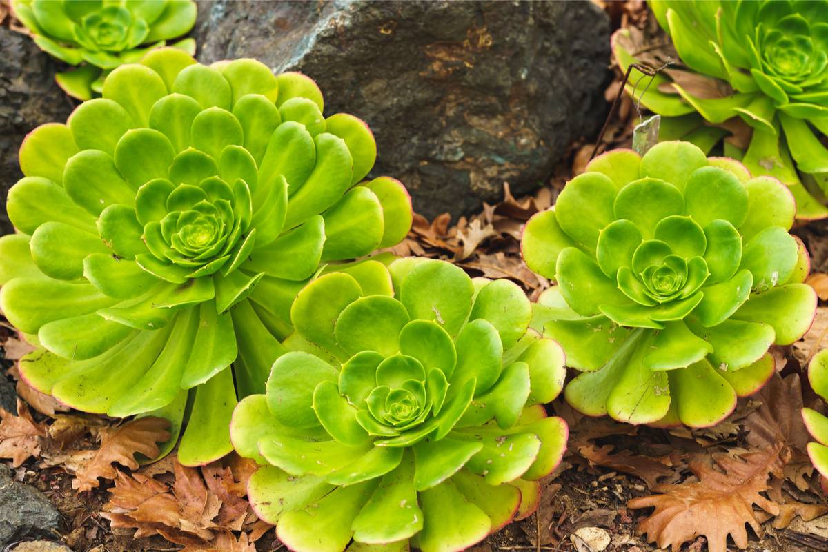 variété, description et comment le cultiver