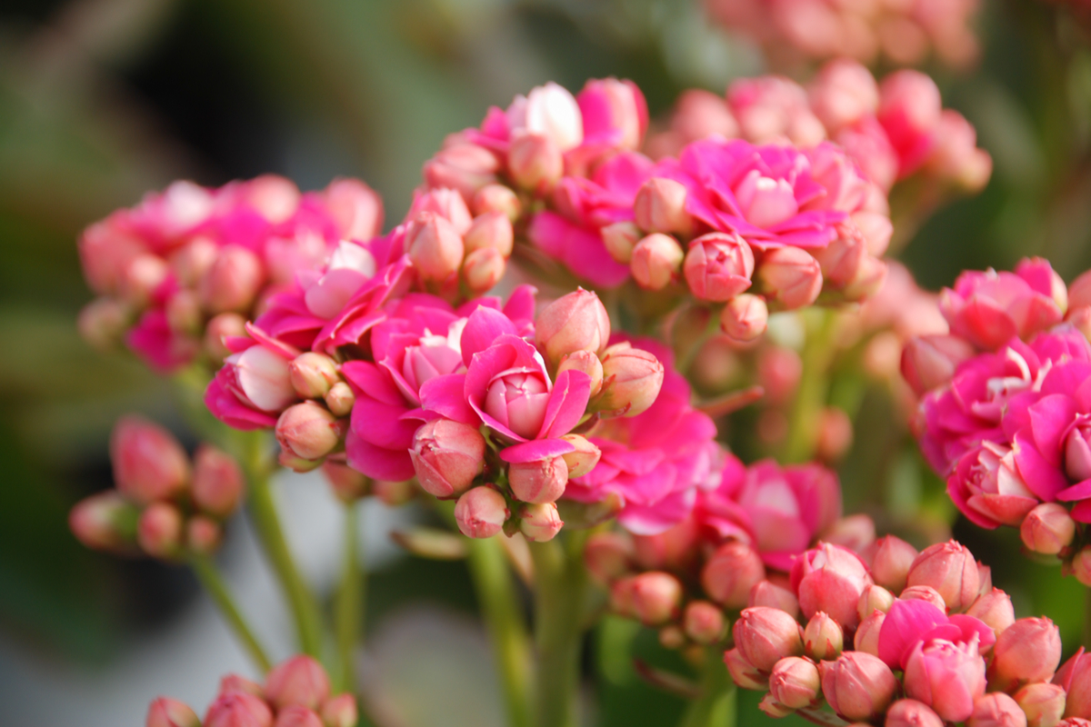 variétés et astuces pour cultiver à la maison et dans le jardin