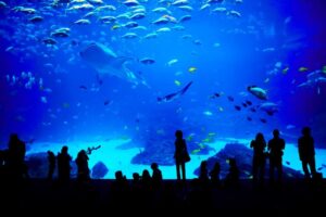 People peering into aquarium