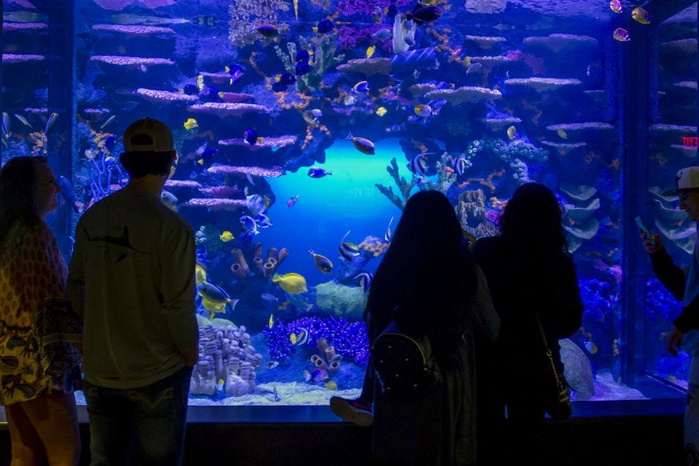 Aquarium du Tennessee
