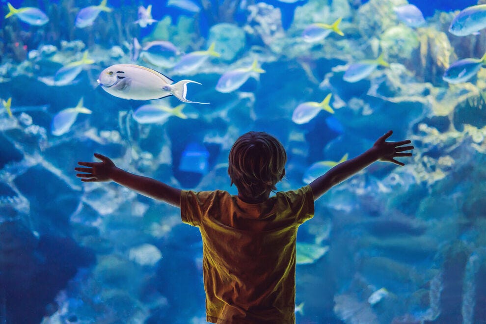 Enfant fasciné par l'aquarium