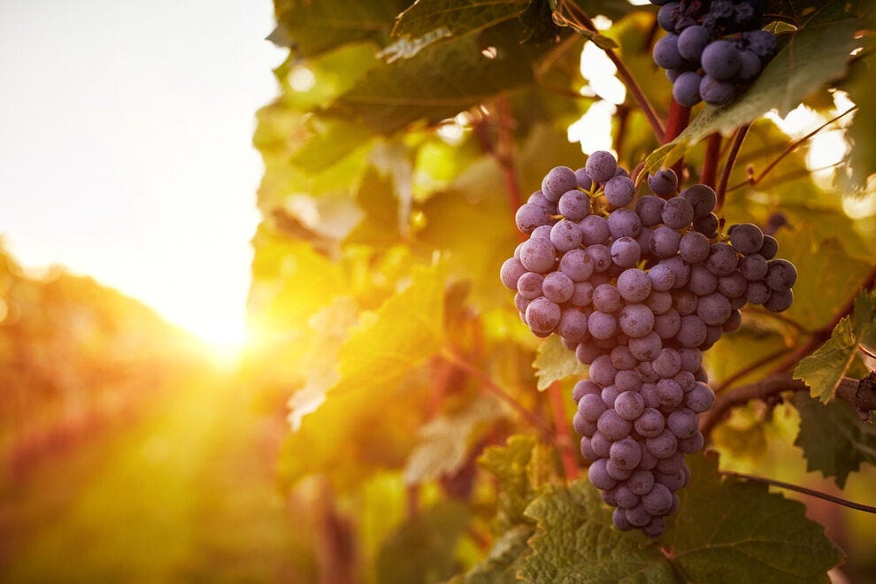 Selon vous, quelle région viticole nord-américaine est la meilleure?