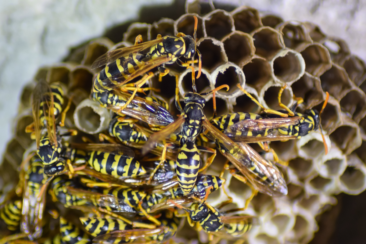 Comment se débarrasser d'un nid de guêpes naturellement : le guide pratique