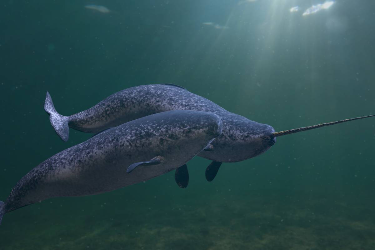 découvrons tout sur ce cétacé qui vit dans l'océan Arctique