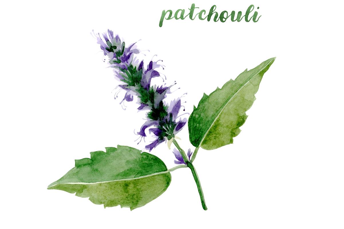 description de la plante, bienfaits pour la santé et utilisation