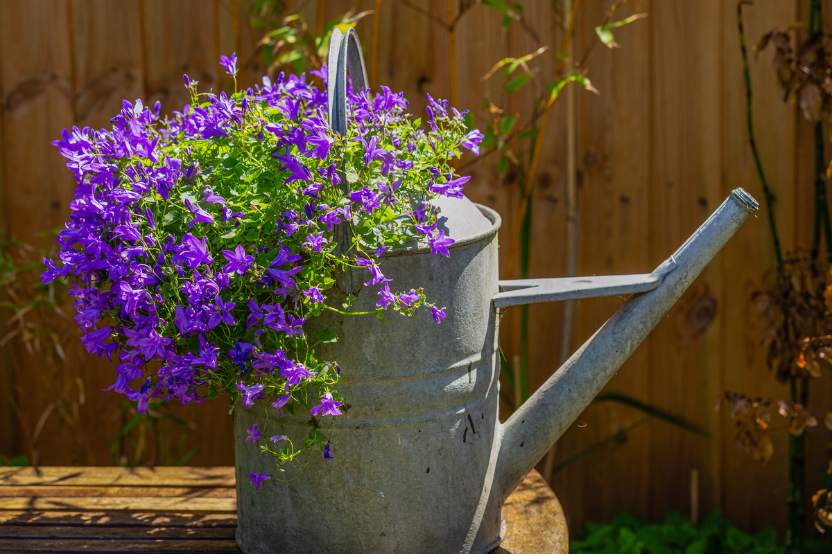 variétés, fleurs et culture de la plante