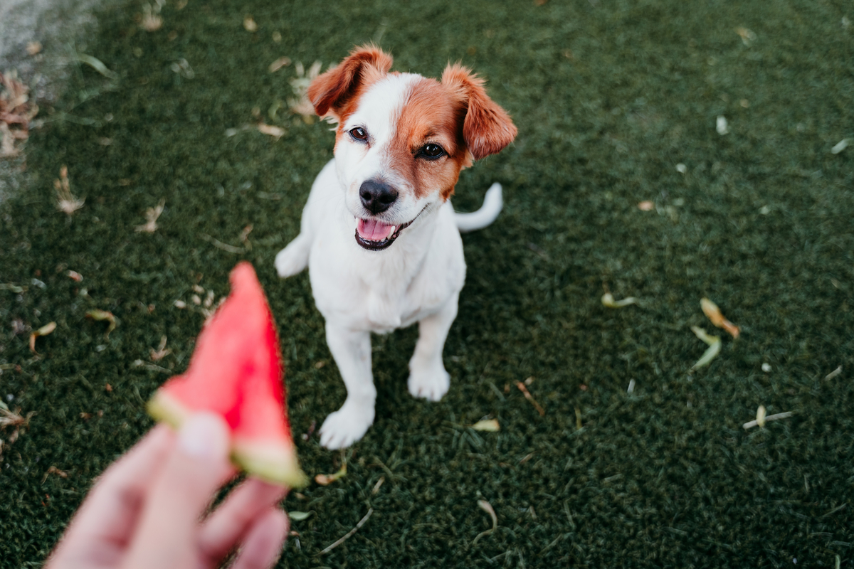 Quels fruits les chiens peuvent-ils manger ? Les fruits sont ok et ceux à éviter